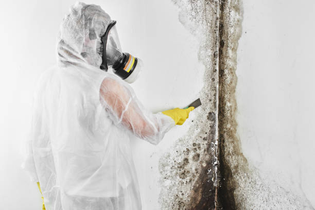 Certified Mold Removal in Viera West, FL