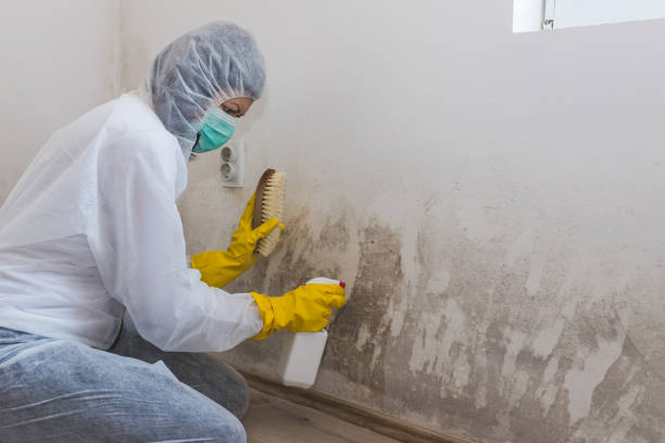 Mold Testing and Removal in Viera West, FL