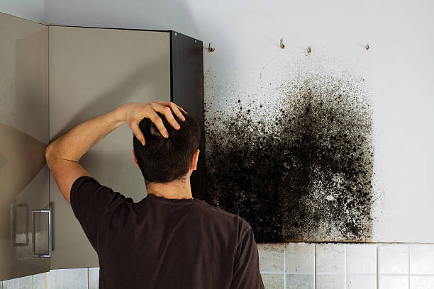 Best Attic Mold Removal  in Viera West, FL